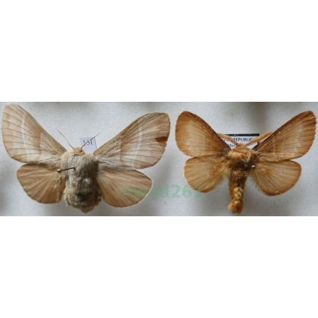 Macrothylacia rubi (Linnaeus, 1758) pair Barczatka malinówka Czech13f